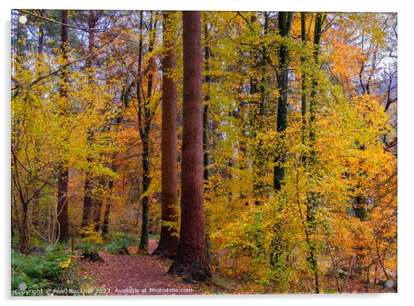 Autumn Trees on Coed Tan Dinas Walk in Snowdonia Acrylic by Pearl Bucknall