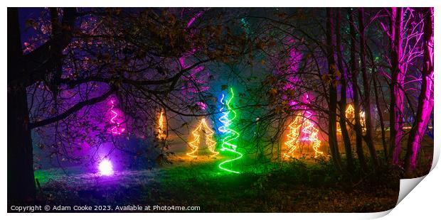 Christmas at Bedgebury Forest | Flimwell | Kent Print by Adam Cooke
