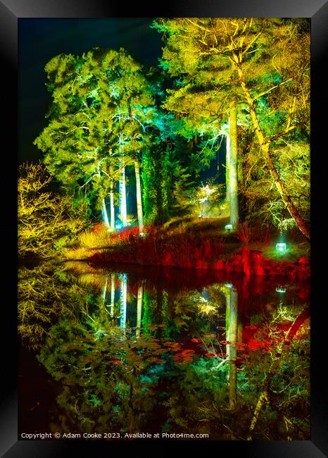 Christmas at Bedgebury Forest | Flimwell | Kent Framed Print by Adam Cooke
