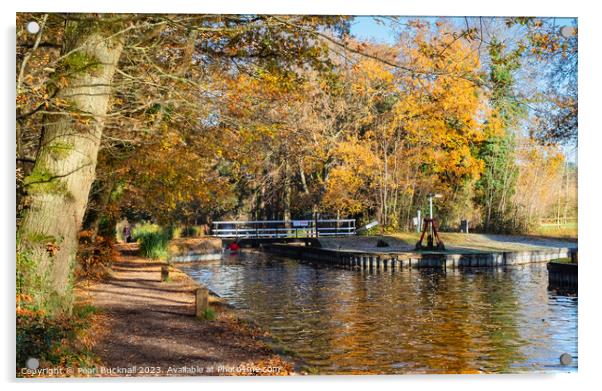 Basingstoke Canal in Autumn, Surrey Acrylic by Pearl Bucknall