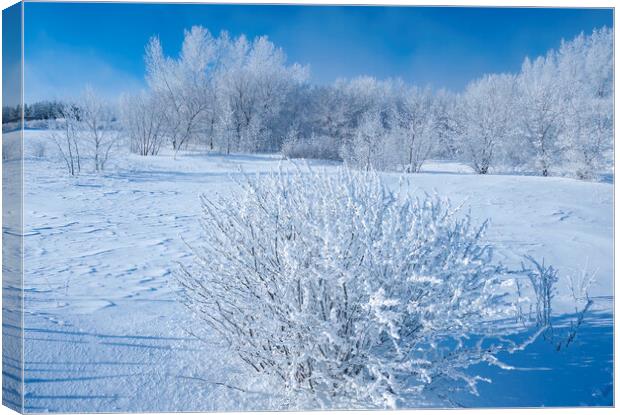 field with frost covered trees Canvas Print by Dave Reede