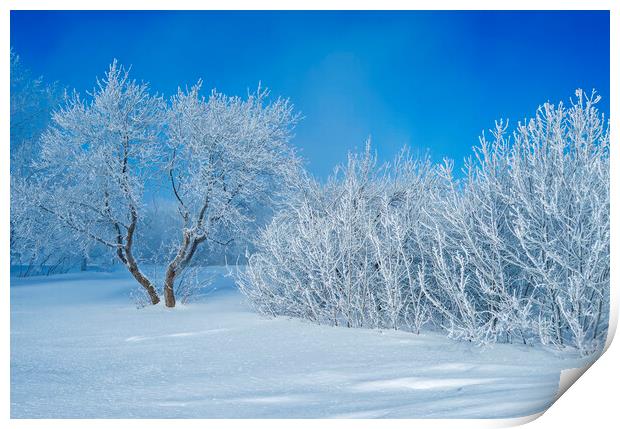 field with frost covered trees Print by Dave Reede