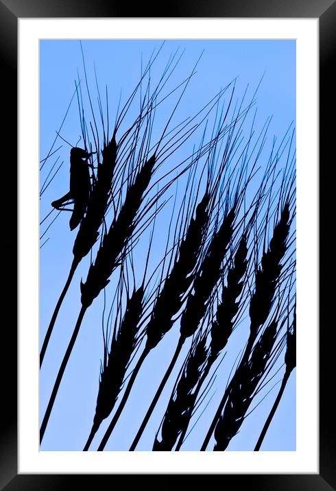 grasshopper on wheat Framed Mounted Print by Dave Reede