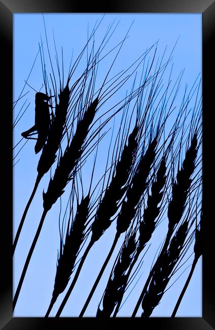 grasshopper on wheat Framed Print by Dave Reede