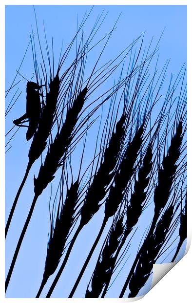 grasshopper on wheat Print by Dave Reede