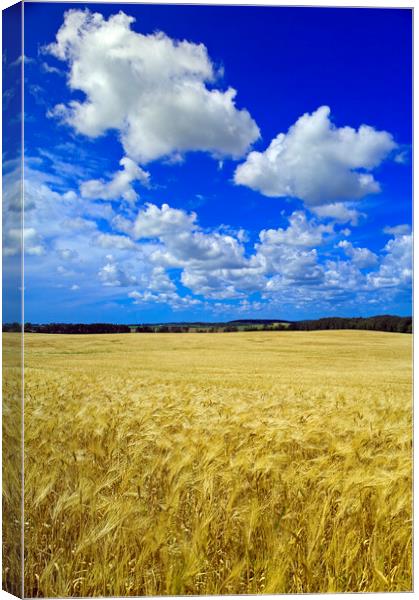maturing barley crop Canvas Print by Dave Reede