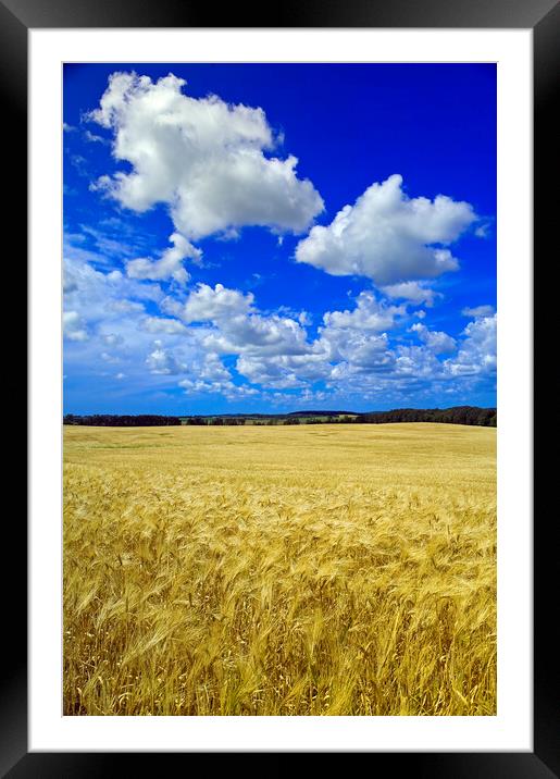 maturing barley crop Framed Mounted Print by Dave Reede