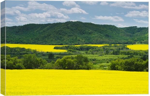 eroded hills and farmland with canola Canvas Print by Dave Reede
