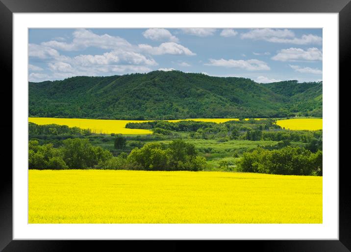 eroded hills and farmland with canola Framed Mounted Print by Dave Reede