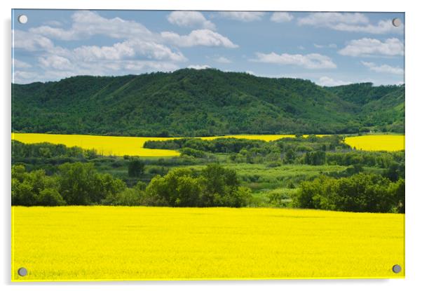 eroded hills and farmland with canola Acrylic by Dave Reede
