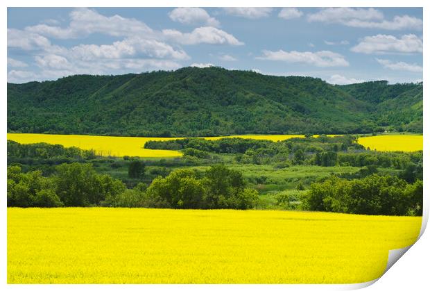 eroded hills and farmland with canola Print by Dave Reede
