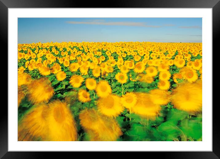 sunflower field on a windy day Framed Mounted Print by Dave Reede