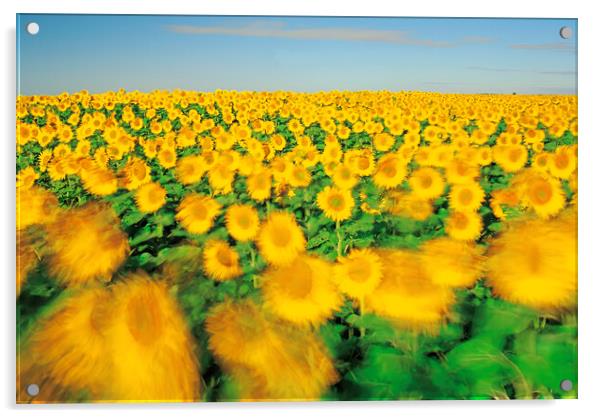 sunflower field on a windy day Acrylic by Dave Reede