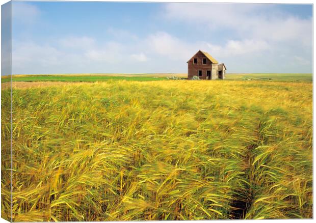 abandoned farm house in barley field Canvas Print by Dave Reede