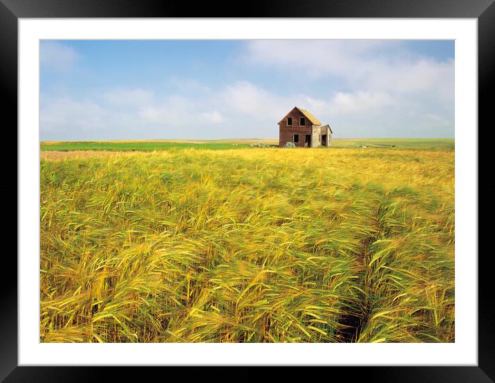 abandoned farm house in barley field Framed Mounted Print by Dave Reede