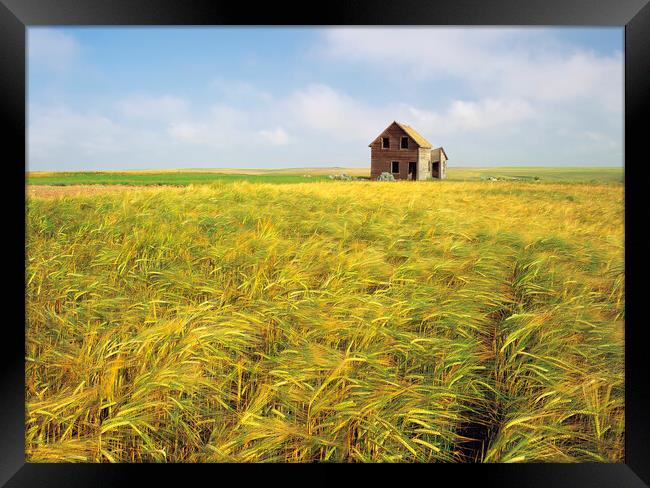 abandoned farm house in barley field Framed Print by Dave Reede