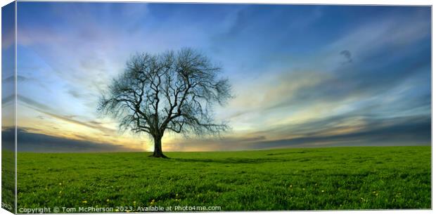 Lone Tree 36 Canvas Print by Tom McPherson