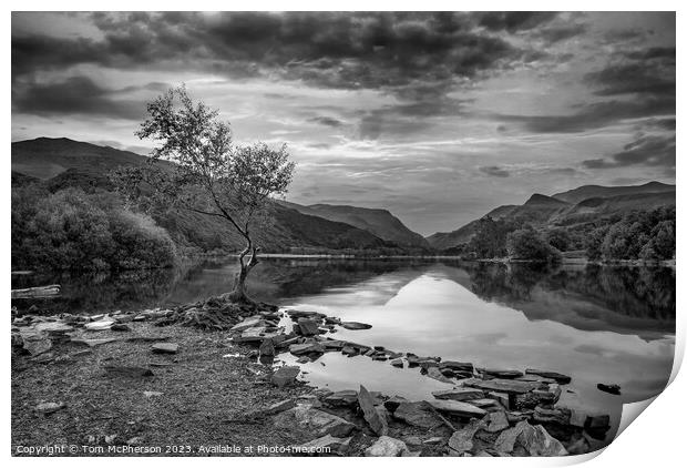 The lonely tree  Print by Tom McPherson