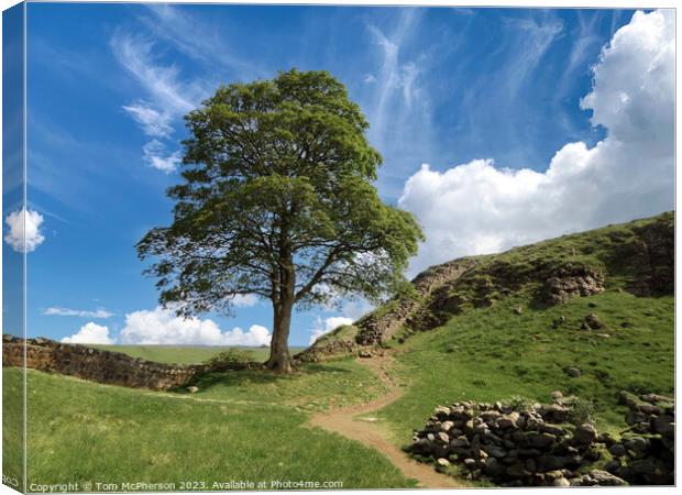 The Sycamore Gap Tree or Robin Hood Tree Canvas Print by Tom McPherson