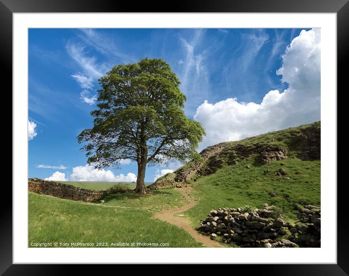 The Sycamore Gap Tree or Robin Hood Tree Framed Mounted Print by Tom McPherson