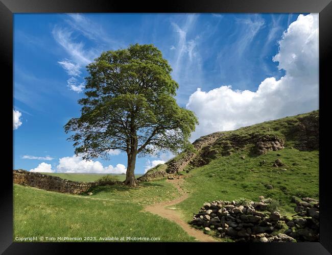 The Sycamore Gap Tree or Robin Hood Tree Framed Print by Tom McPherson