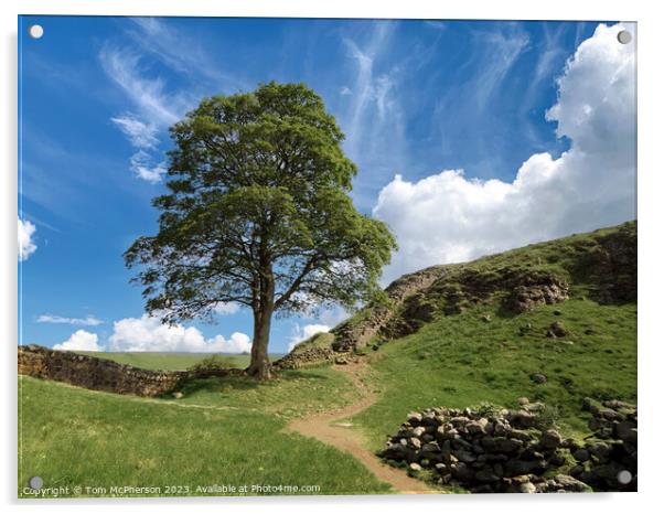 The Sycamore Gap Tree or Robin Hood Tree Acrylic by Tom McPherson
