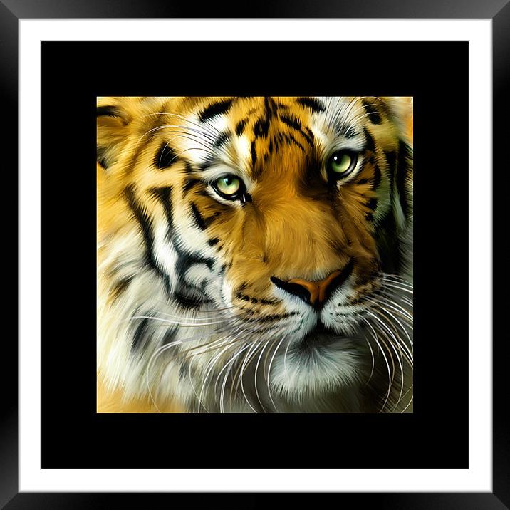 Sumatran Tiger Square portrait Framed Mounted Print by Julie Hoddinott