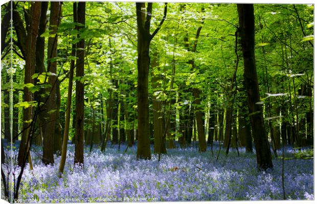 Beech Woodland and Bluebells Snowshill Woodland Co Canvas Print by Simon Johnson