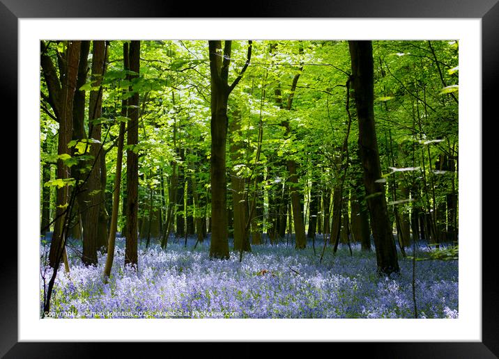 Beech Woodland and Bluebells Snowshill Woodland Co Framed Mounted Print by Simon Johnson