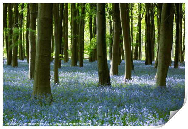 Beech Woodland and Bluebells Snowshill Woodland Co Print by Simon Johnson