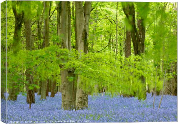 Beech Woodland and Bluebells Snowshill Woodland Co Canvas Print by Simon Johnson