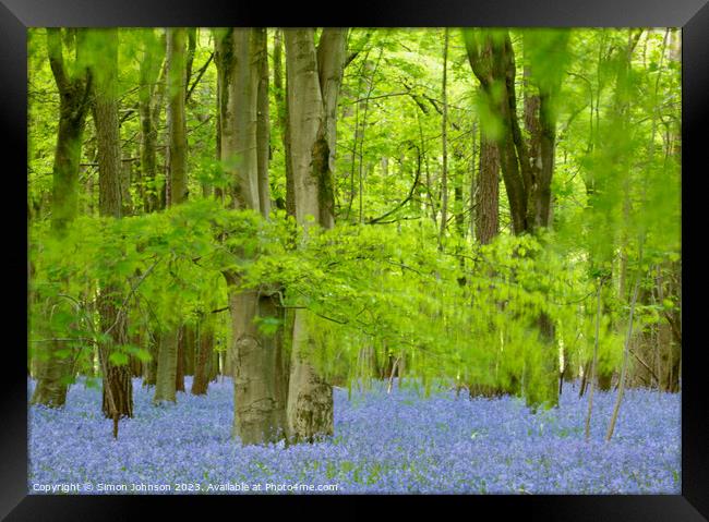 Beech Woodland and Bluebells Snowshill Woodland Co Framed Print by Simon Johnson