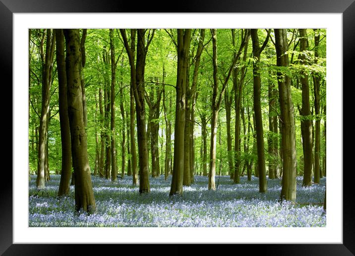 Beech woodland and bluebells  Framed Mounted Print by Simon Johnson