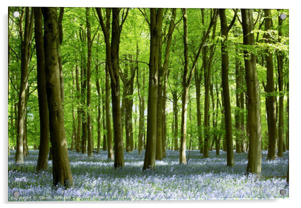 Beech woodland and bluebells  Acrylic by Simon Johnson