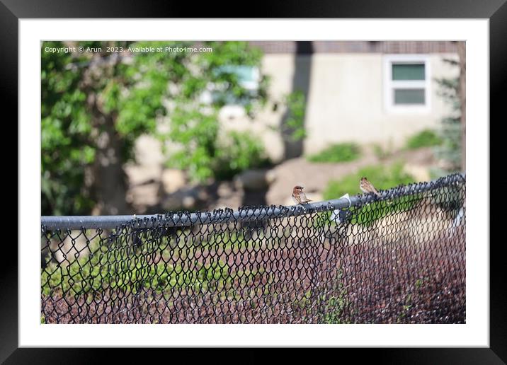 Birds on a fence in Salt Lake city Utah Framed Mounted Print by Arun 