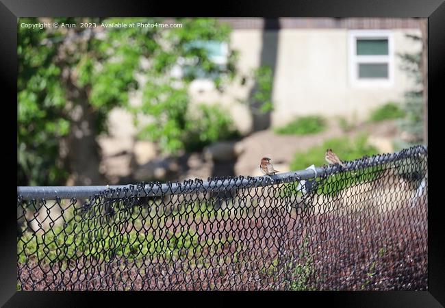 Birds on a fence in Salt Lake city Utah Framed Print by Arun 