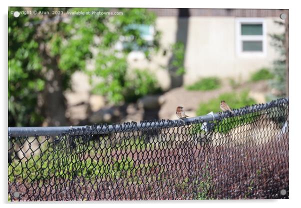 Birds on a fence in Salt Lake city Utah Acrylic by Arun 