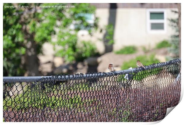 Birds on a fence in Salt Lake city Utah Print by Arun 