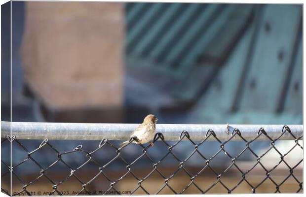 Birds on a fence in Salt Lake city Utah Canvas Print by Arun 