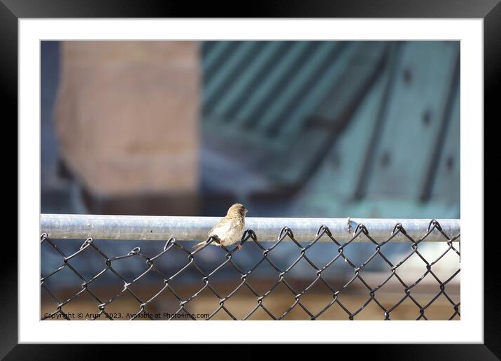 Birds on a fence in Salt Lake city Utah Framed Mounted Print by Arun 