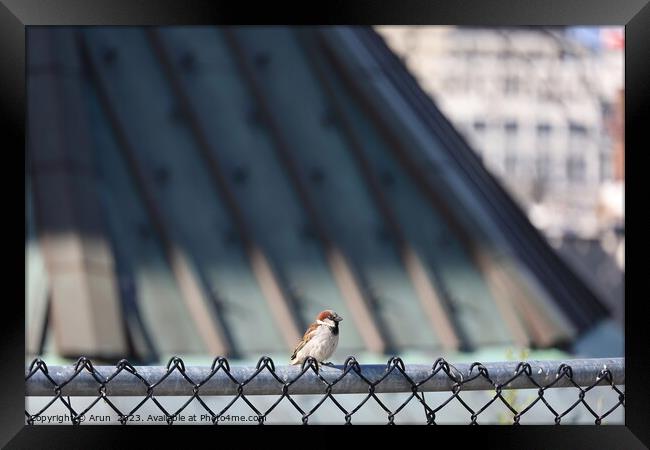 Birds on a fence in Salt Lake city Utah Framed Print by Arun 