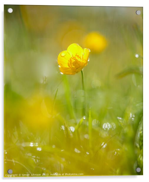 Buttercup  flower Acrylic by Simon Johnson