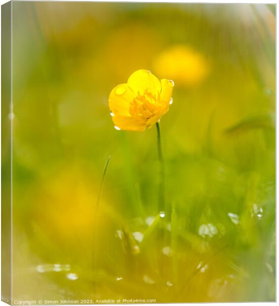 A close up of a buttercup flower  Canvas Print by Simon Johnson