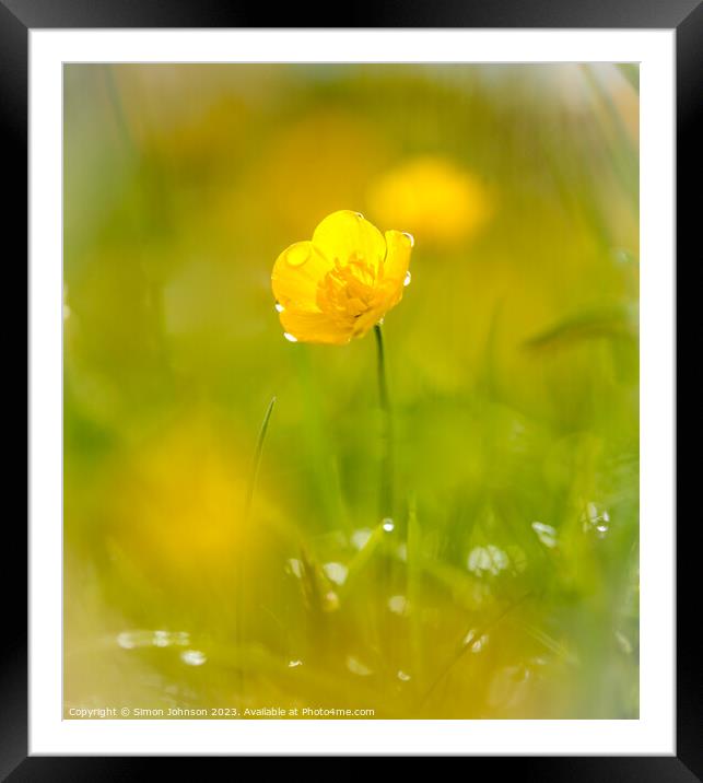 A close up of a buttercup flower  Framed Mounted Print by Simon Johnson