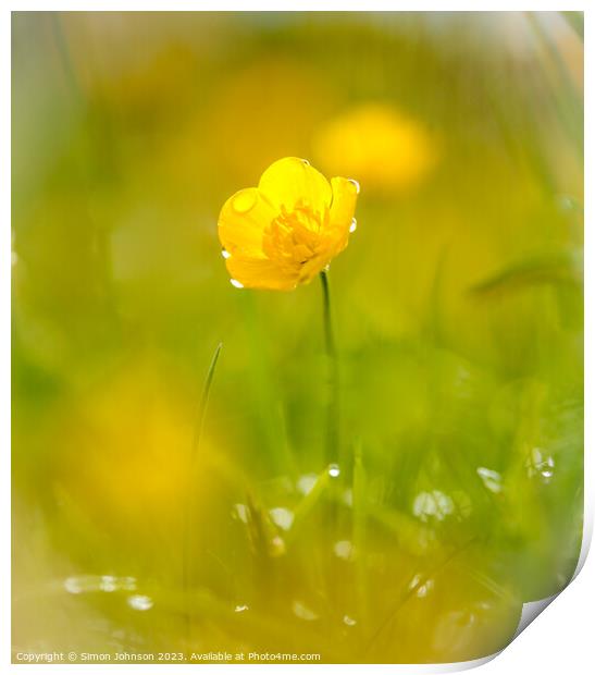 A close up of a buttercup flower  Print by Simon Johnson
