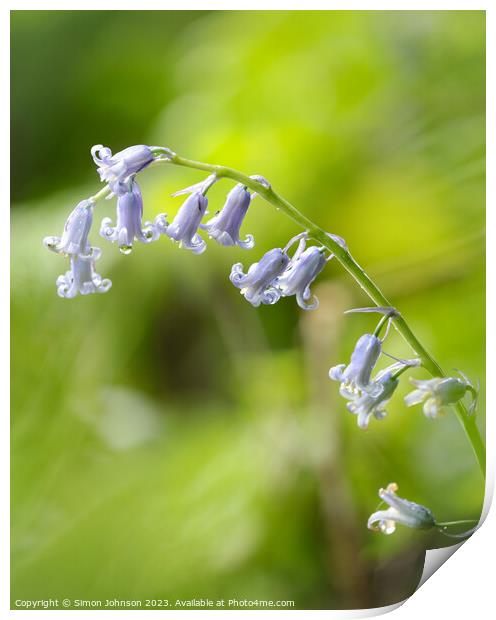 bluebell  flower Print by Simon Johnson