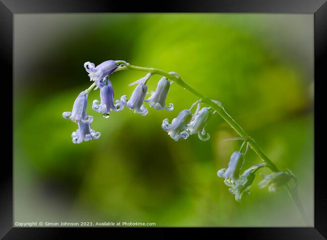 Bluebell Flower  Framed Print by Simon Johnson