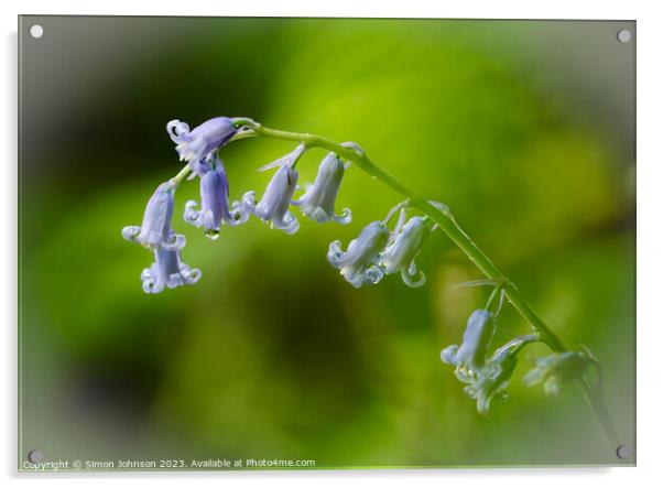 Bluebell Flower  Acrylic by Simon Johnson