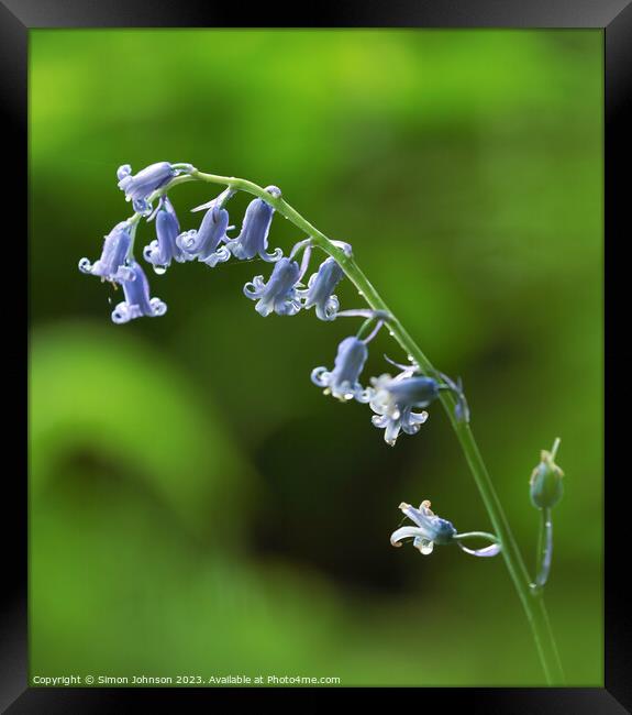 Bluebell flower  Framed Print by Simon Johnson