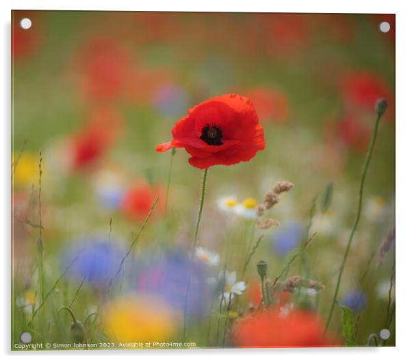 A close up of a poppy flower  Acrylic by Simon Johnson